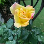 Angel House *